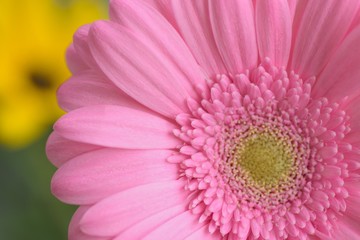Macro texture of pink Daisy flowers in summer garden