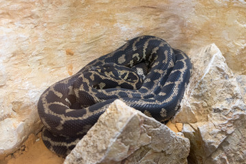 Carpet diamond python (Morelia spilota) is a non-venomous snake