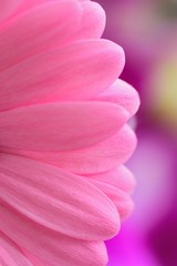 Macro texture of pink Daisy flowers in summer garden