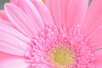 Macro texture of pink Daisy flower with water droplets