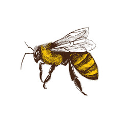 Hand drawn honeybee in sketch style  isolated on white background. Fliyng honey bee vector Illustration.