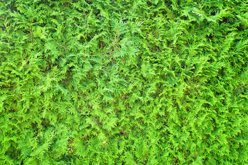 very nice green tree texture