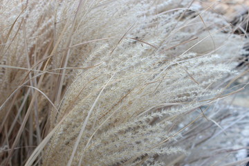 Bush dry grass