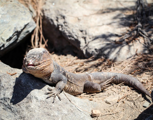 Gran-Canaria-Rieseneidechse, Kanareneidechse, Gekko 