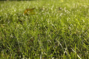 Green grass