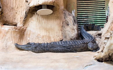 Small nile crocodile (Crocodylus niloticus) under heater