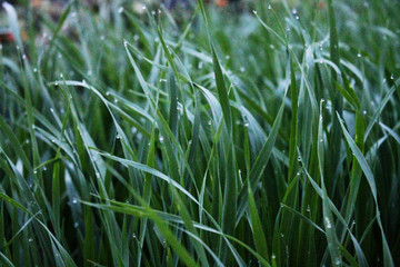 Grass