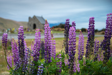 Obraz premium Blooming Purple Lupins with the Church of Good Shepherd in the distance, Lake Tekapo, New Zealand