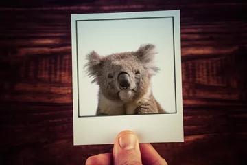 Foto op Plexiglas Mannenhand met instant foto van koala op houten tafel achtergrond © Greg Brave