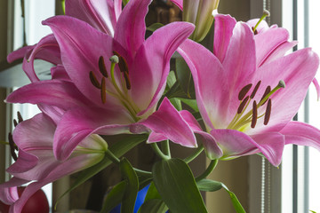 Blooming pink lily flowers. Close-up.Petals of pink color, brown stamens and green pistil.Background for a site about flowers,nature,art and bouquets.