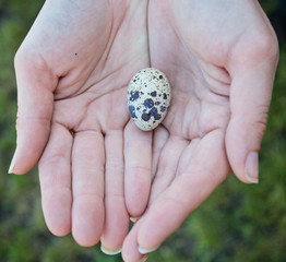 Quail egg in hand, close-up.