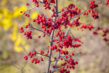 Fototapeta na wymiar close up image of hawthorn red berries in autumn 