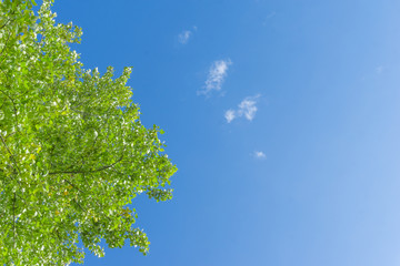 Fototapeta premium Green crown trees view from below into the sky. Green crown of trees against the sky. View of the sky through the trees from below