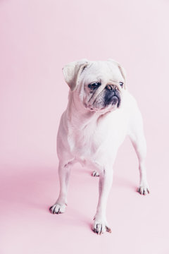 Portrait of white pug