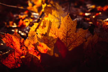 Orange yellow tree leaf forest autumn beauty nature