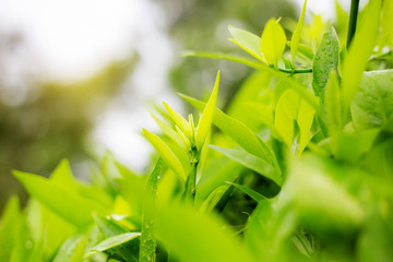 Young leaves at sunrise.