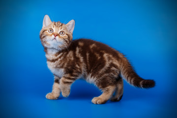 Scottish straight shorthair cat on colored backgrounds