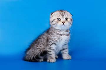 Scottish fold shorthair cat on colored backgrounds