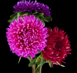 aster flowers isolated on a black background. Like the packaging design element.