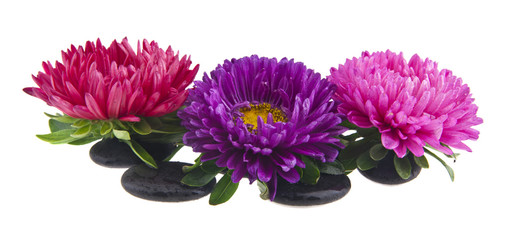 aster flowers on stones isolated on white background