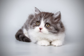 Scottish straight longhair cat on colored backgrounds