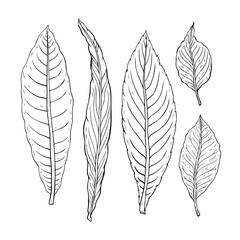 Types of leaf. Outline leaves of different types, isolated on white background. Hand drawn Monochrome realistic illustration