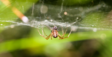 Spinne im Netz