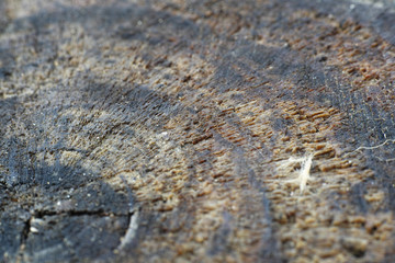 wooden close up