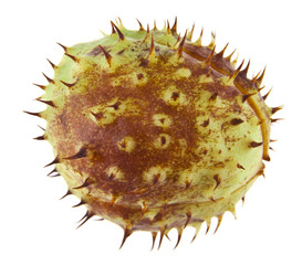 chestnut isolated on white background