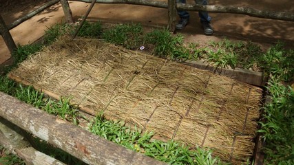 Obraz premium War tunnel - Cu Chi Tunnel, Ho Chi Minh, Vietnam