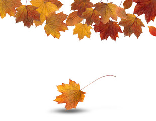 d&ouml;k&uuml;len sonbahar yaprakları