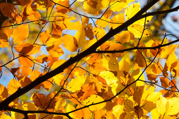 Background of yellow autumnal  branches