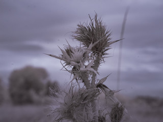 infrared photography - ir photo of landscape with tree under sky with clouds - the art of our world...