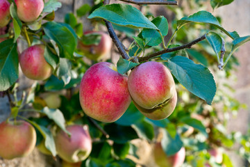 Detail red apples on the tree in the autumn