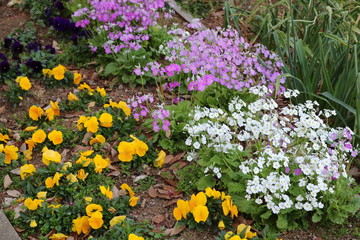 Obraz premium flowers in the garden