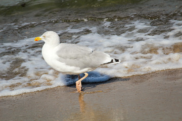 Möwe am Strand, Strandurlaub 