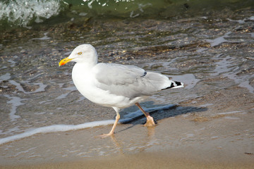Möwe am Strand, Strandurlaub 