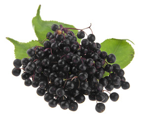 elderberries isolated on white background