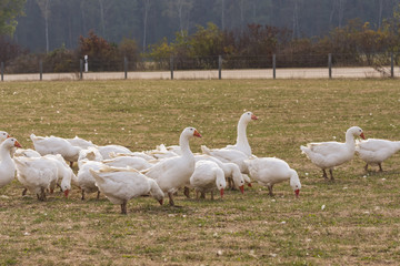 Gänsemast in Deutschland