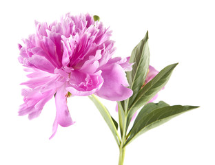 Peony flowers isolated on white background