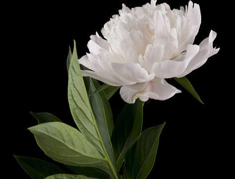 Peony flowers isolated on a black background. As an element of packaging design