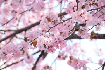 sakura01
