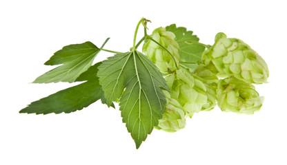 green hop isolated on white background. As an element of packaging design.