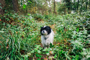 Obraz na płótnie Canvas Herbstspaziergang mit Hund im Wald