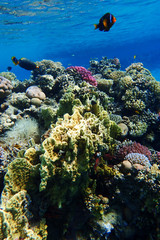 coral reef in Egypt