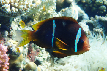 Fototapeta na wymiar clownfish from egypt