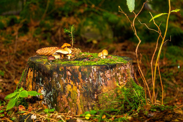 Svampar på en trädstubbe