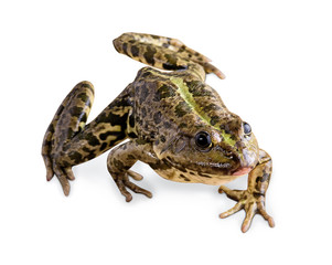 frog isolated on white