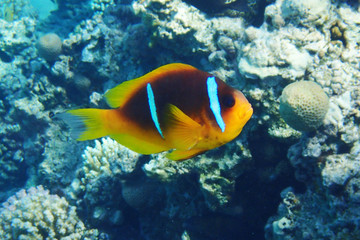 Fototapeta na wymiar clownfish from egypt