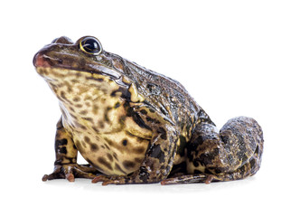 frog isolated on white